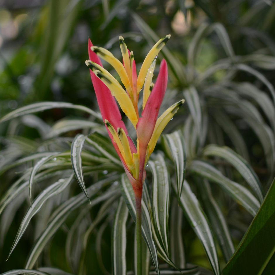 The Language of Botanicals