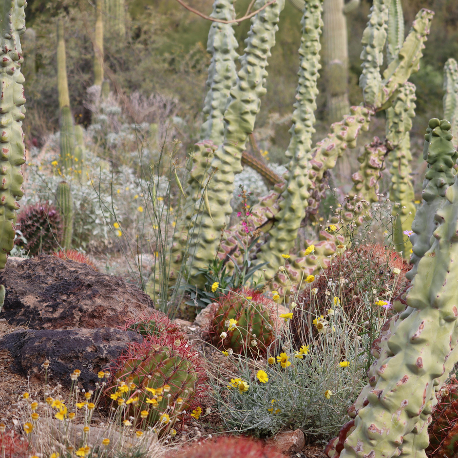 Desert Botanicals and Unexpected Inspiration